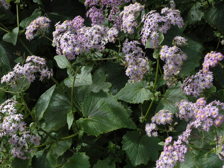 Pericallis steetzii