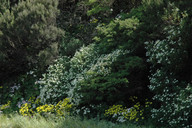 Argyranthemum broussonetii