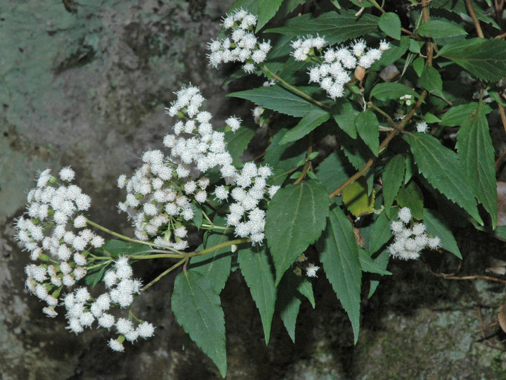 Ageratina riparia