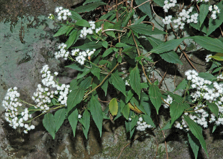 Ageratina riparia