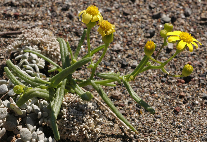 Senecio glaucus ssp. coronopifolius