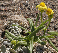 Senecio glaucus ssp. coronopifolius