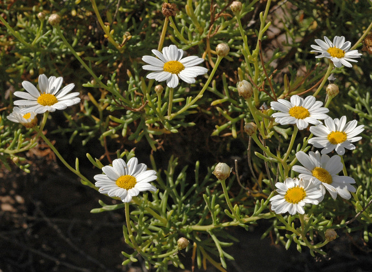 Argyranthemum frutescens