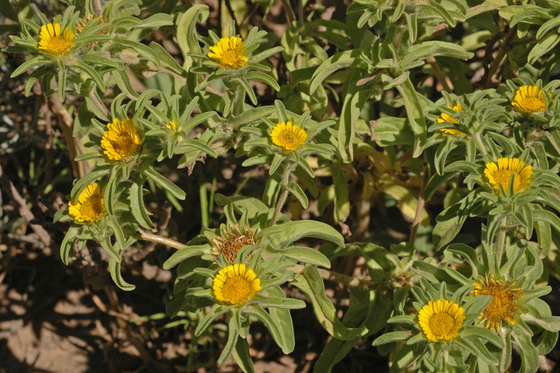 Asteriscus aquaticus