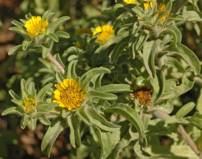 Asteriscus aquaticus