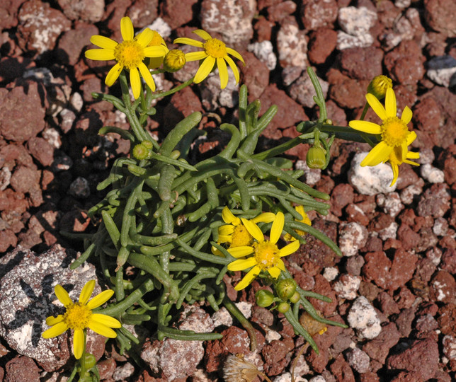 Senecio glaucus ssp. coronopifolius