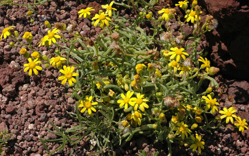 Senecio glaucus ssp. coronopifolius