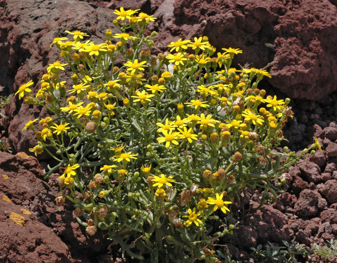 Senecio glaucus ssp. coronopifolius