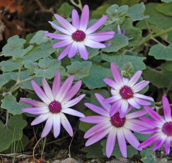 Pericallis lanata