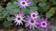 Pericallis lanata