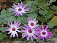 Pericallis lanata