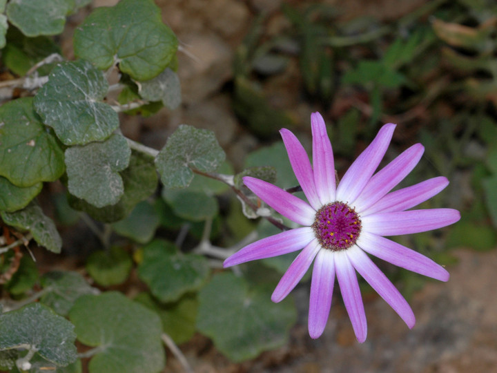 Pericallis lanata