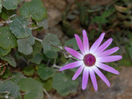 Pericallis lanata