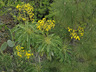 Sonchus canariensis