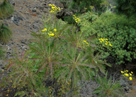 Sonchus canariensis