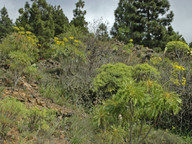 Sonchus canariensis