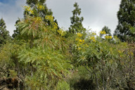 Sonchus canariensis