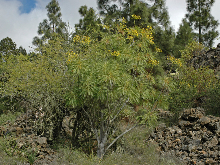 Sonchus canariensis