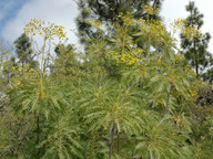 Sonchus canariensis