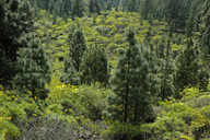 Sonchus canariensis