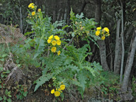 Sonchus congestus