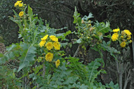 Sonchus congestus