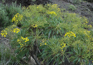 Sonchus canariensis