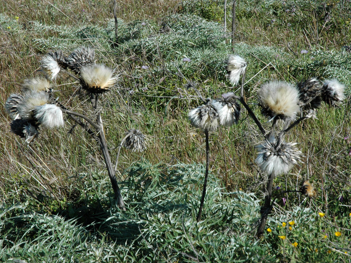 Cynara cardunculus ssp. ferocissima