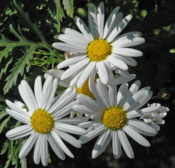 Argyranthemum broussonetii