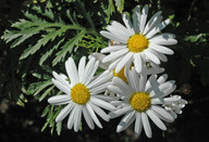 Argyranthemum broussonetii