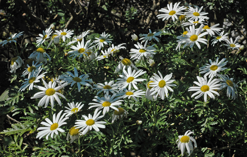 Argyranthemum broussonetii