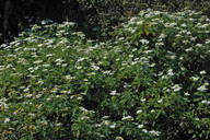 Argyranthemum broussonetii