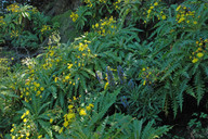 Sonchus hierrensis