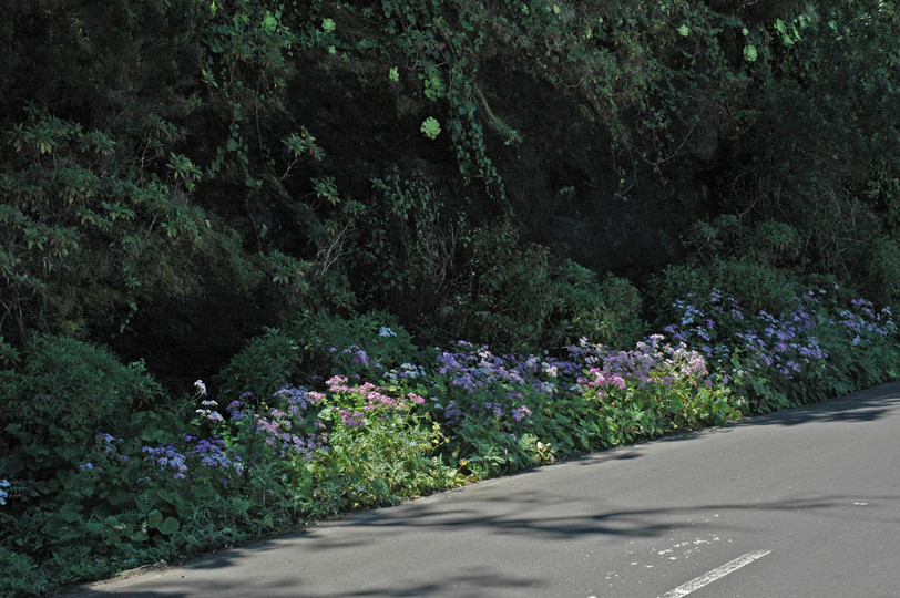 Pericallis steetzii