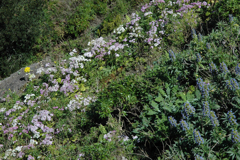 Pericallis steetzii