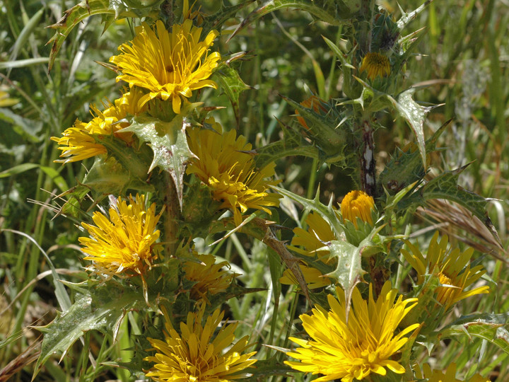 Scolymus hispanicus