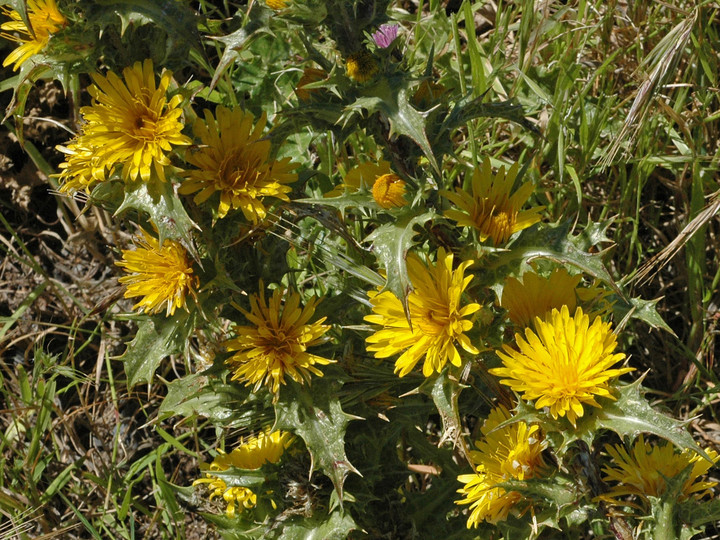 Scolymus hispanicus