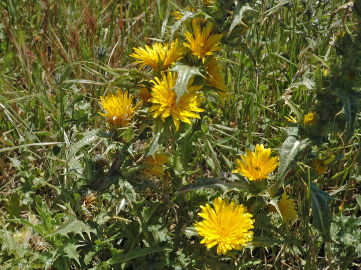 Scolymus hispanicus