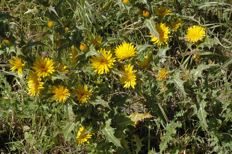 Scolymus hispanicus