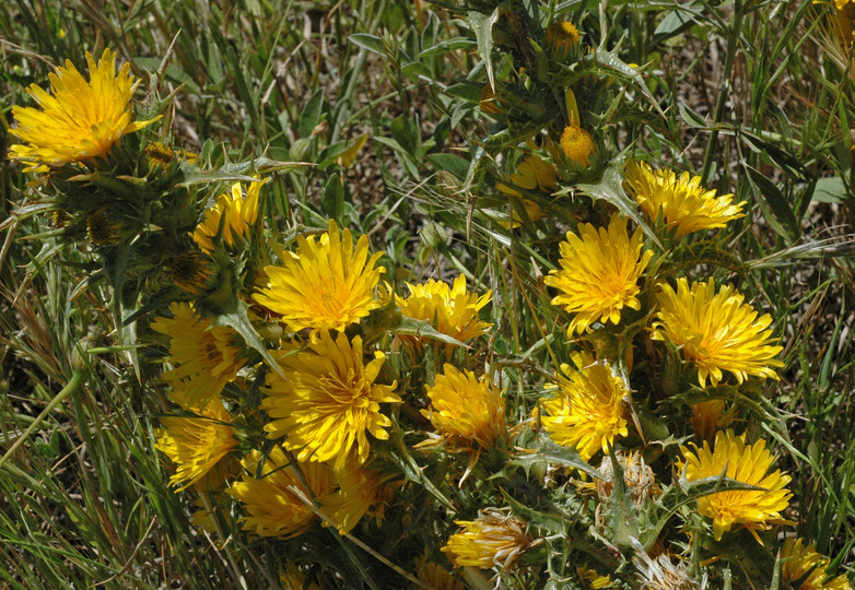 Scolymus hispanicus