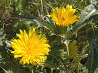 Scolymus hispanicus