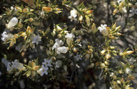 Astroloma xerophyllum