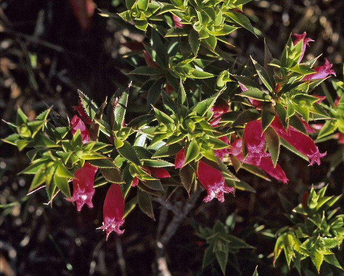 Astroloma epacridis