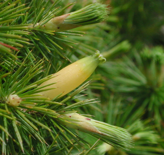 Astroloma pinifolium