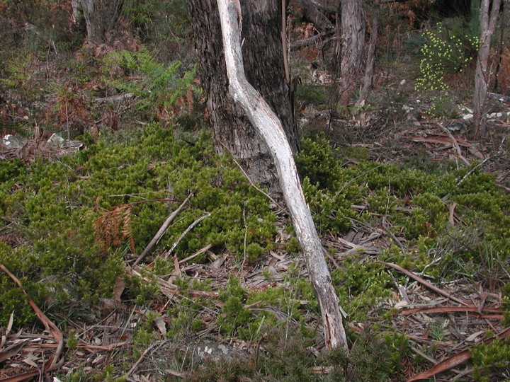 Astroloma pinifolium