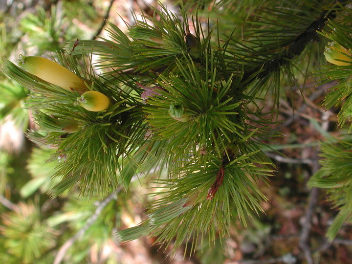 Astroloma pinifolium