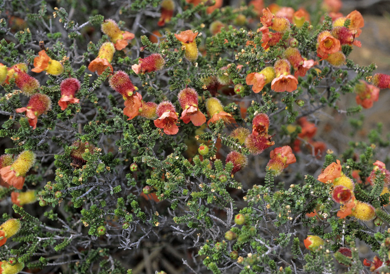 Balaustion microphyllum