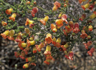 Balaustion microphyllum