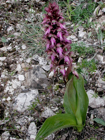 Barlia robertiana