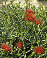 Beaufortia squarrosa